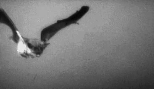 dark-recesses-of-the-soul:    ☽ dark, horror, eerie, macabre ☾    