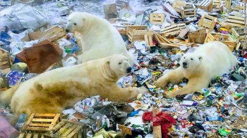  One Arctic town’s very busy polar bear patrol Recent news have reported that a Russian town h