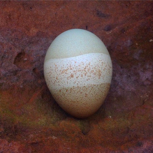 pasture-raised:bunkhousefarm  “I think there is some sort of egg art contest the hens are having…int