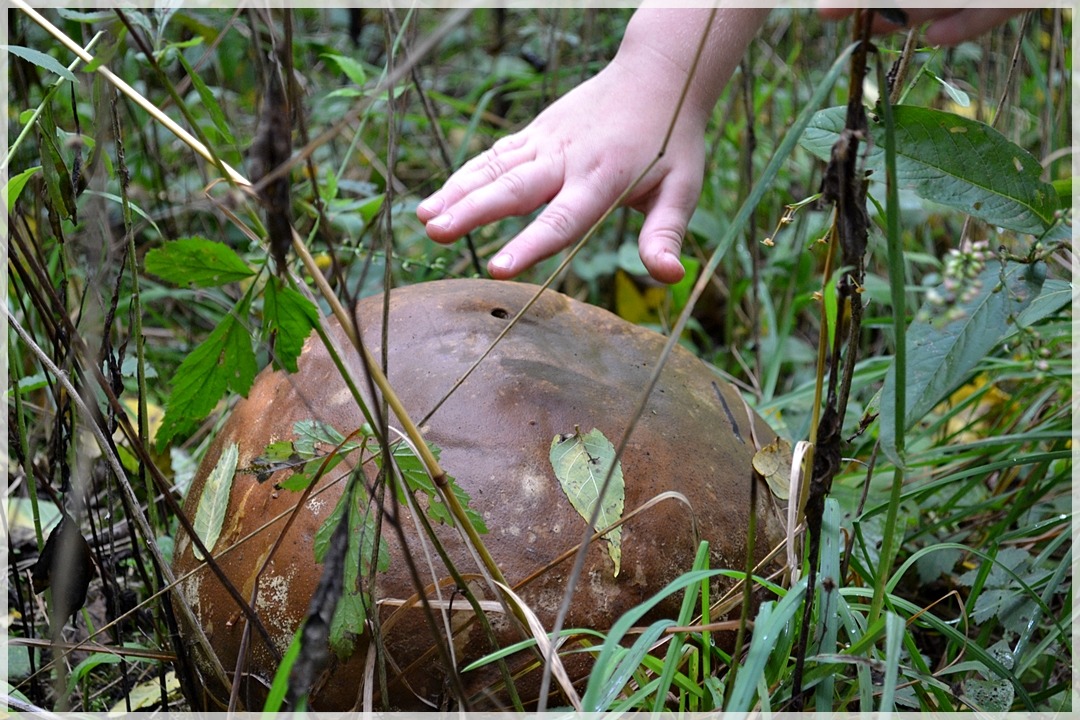 congenitalprogramming:  javapix:  Giant Puffball.   PUSH IT