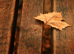 bookofoctober:  Autumn and  colors by ferrohanc  