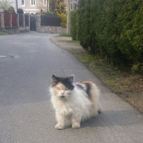 russiacore:look at this beautiful ladi i saw on my walk today… Best short legs… Best f