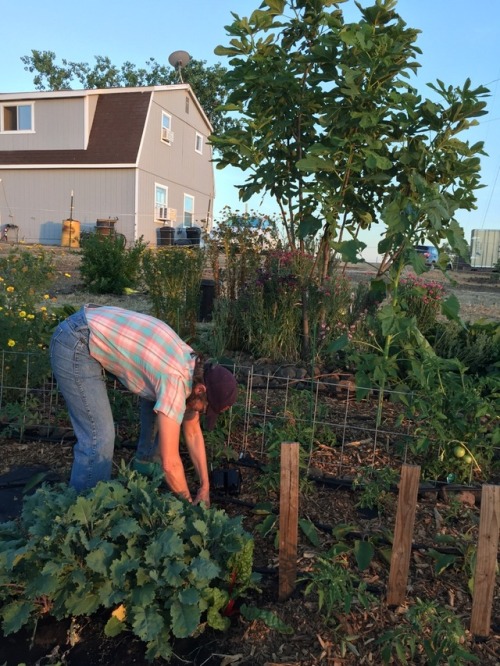 husbandryandharvest: The west garden is planted out with tomatoes, peppers, eggplants and volunteer 