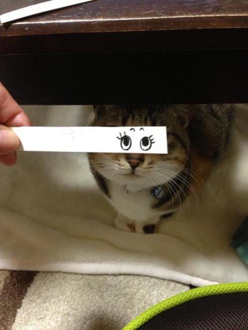 asylum-art:  Fake Cartoon Eyes for Cats Make Everything Better  Via:  kotaku Japanese Twitter users have started a new photo trend called ‘neko montaaju’ (aka ‘cat montage’) that has cat owners turning their feline friends into facially expressive