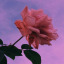 thelovelypoets