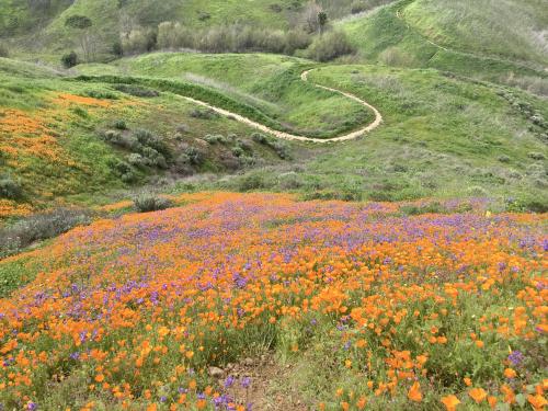 oneshotolive:  Super bloom in Southern California (2019) [OC][4032x3024] 📷: Mrpetasus 