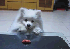 Porn Pics pleatedjeans:  adorable dog wants sausage