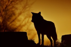 wild-heartedx:  Wolf at sunset(hairyduck)