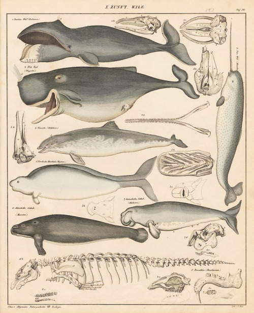 Lorenz Oken, Wale / Whale, Allgemeine Naturgeschichte für alle Stände, 1843. University of Heidelber