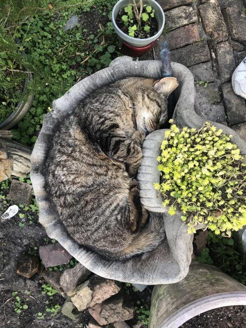 hitmewithcute:Bertus the Magnificent, first formerly feral of his name, sleeping where he fits