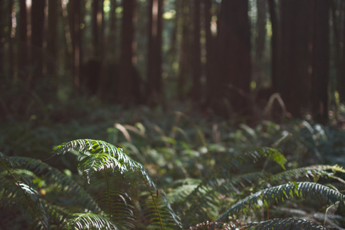 Ocean of Ferns