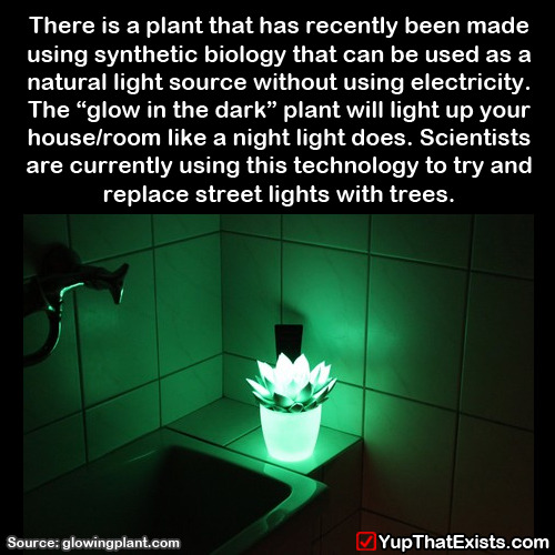 bifurpawzsfw:  yup-that-exists:  There is a plant that has been genetically altered