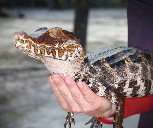 Croc Colours And Patterns