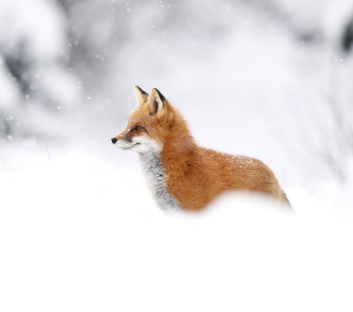 beautiful-wildlife:Let It Snow by © Megan Lorenz