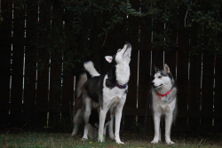 huskyhuddle:  alipynckel:  The hungry Brontosaurus.  I really like your dogs.