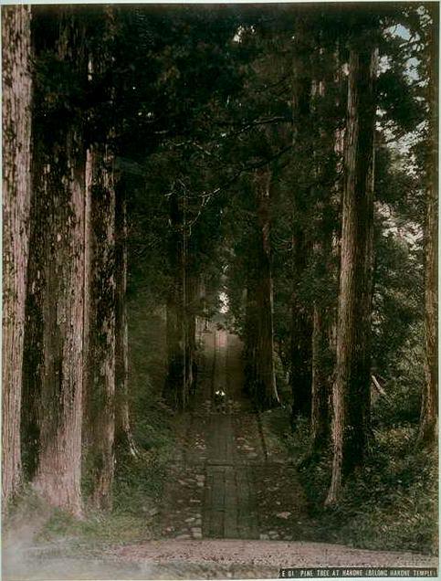 Unknown, PINE TREE AT HAKONE (BELONG HAKONE TEMPLE), 19th century