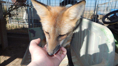 The many antics of vulpes vulpes, being the very curious and silly creatures they are, they love to 