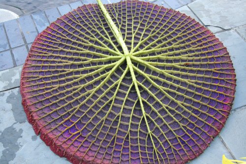 sixpenceee:   This is the underside of a water lily.Source: imgkid.com