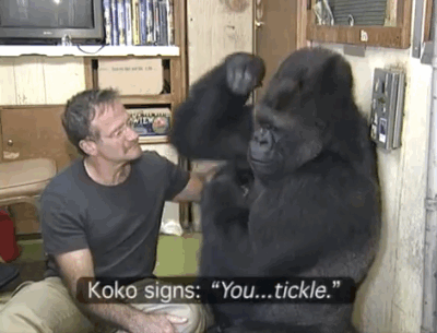 mirkokosmos:  Robin Williams & Koko, 2001 “Robin made Koko smile — something she hadn’t done for over six months, ever since her childhood gorilla companion, Michael, passed away.”http://www.youtube.com/watch?v=I9I_QvEXDv0 