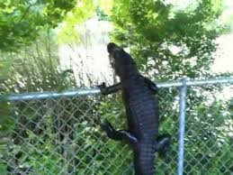 silverhawk:  silverhawk:  mdlksdfsd my fave thing is when ppl outside of florida ask “how do alligators even get in ur pools??? how do they get into ur yards???” alligators can climb fences. they do this a lot  @ the replies - absolutely alligators