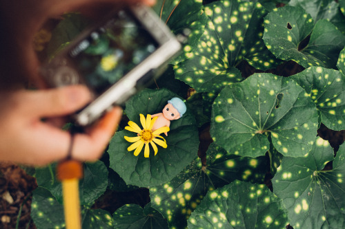 lovely flowers