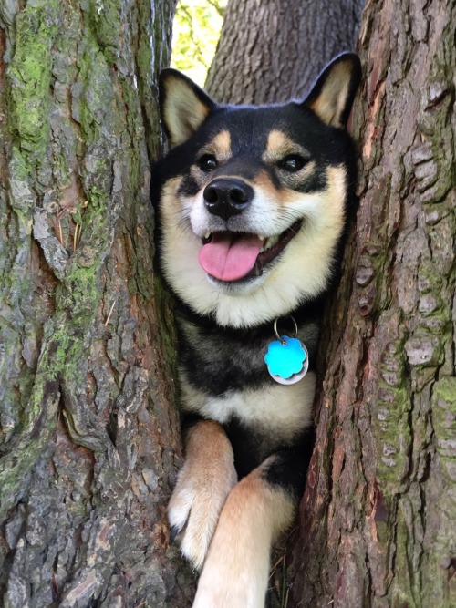 evomoon:  centifolias:  suckulence:  NICE  NICE  NICE