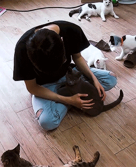 wonnhao:wonwoo + cats = good content