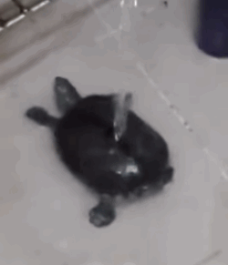 just-for-grins:  Twerking turtle taking a bath! 