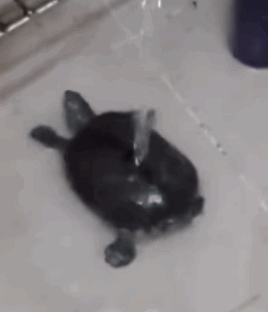 Twerking turtle taking a bath!