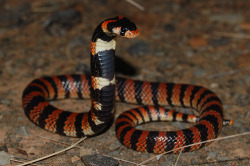 namingthelabrats:  Cape coral snake