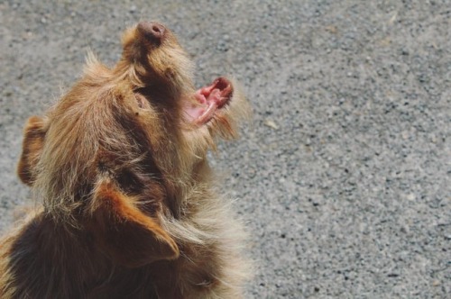 #dog #pet #cute #animal #portrait #canon1300d #sunny #summer #galicia #spain #lugo (à Lugo)