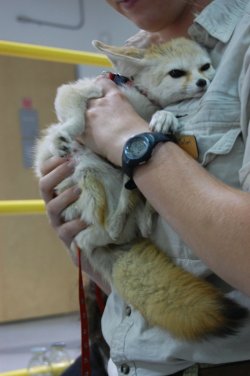 cute-overload:  [OC] Fennec Fox is adorably
