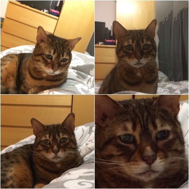 memeguy-com:  The most concerned cat Ive seen