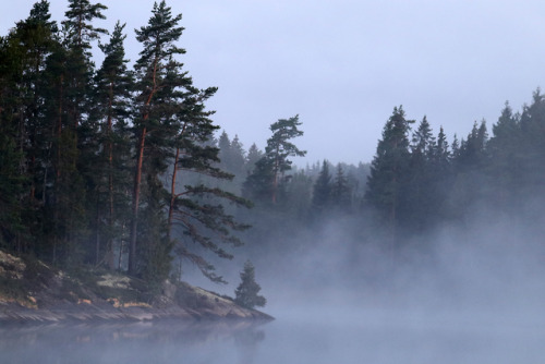 Early August morning. Lake Frövettern, Värmland, Sweden.