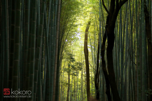 kokorojapanreisen: Der große Bambushain hinter dem Tenryûji Tempel in Arashiyama in Kyôto. Auf unser