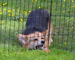 Brisa-No-Para-Brisa:  Eu Versão Cão 