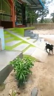 sizvideos:  Sliding goat is having so much fun (video) 