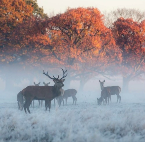 hello-flannelfox: