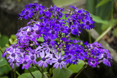 P365-270 Cineraria by The Bird Whisperer flic.kr/p/2hrTHMq