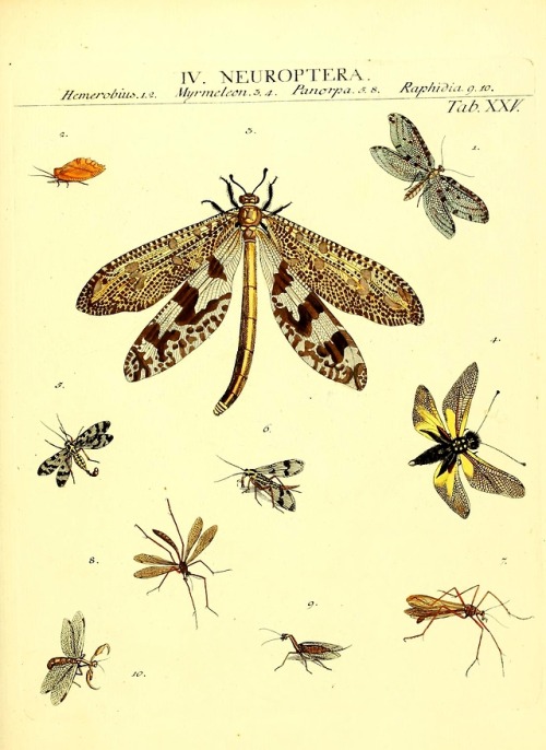 wapiti3:The types of insects Linnaei and Fabrice icons, illustrated by John James Roemer.Publication