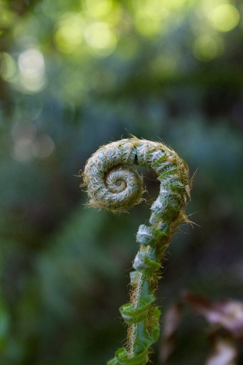 Sword Fern fiddlehead. 