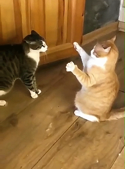 d5a9c0795c327522803fc3425c5516288e04f5be.gifv