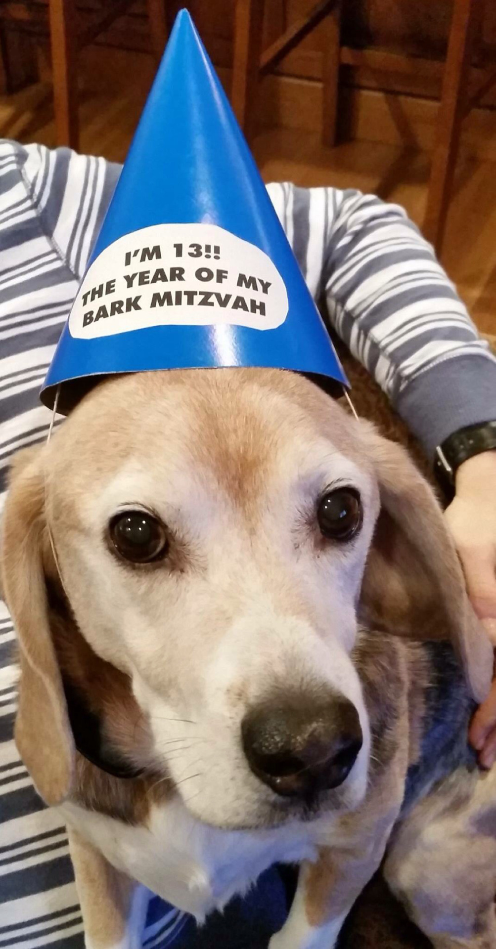 horriblewarning:It’s a happy beagle birthday :)