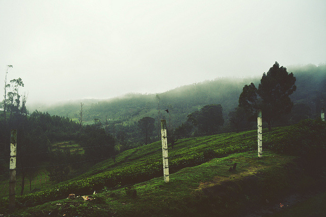 oix:  Untitled by harshrule on Flickr.          