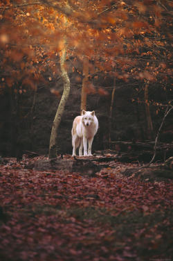 her-wolf:  Ein Polar wolf im Wolfspark Werner