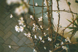 little dream on We Heart It. http://weheartit.com/entry/53960869/via/annabec