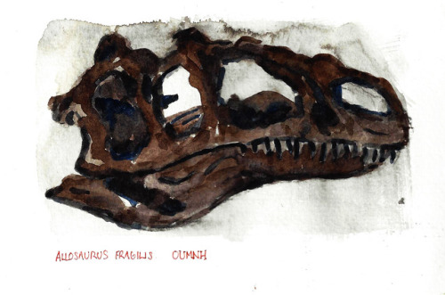 Allosaurus fragilis, OUMNH