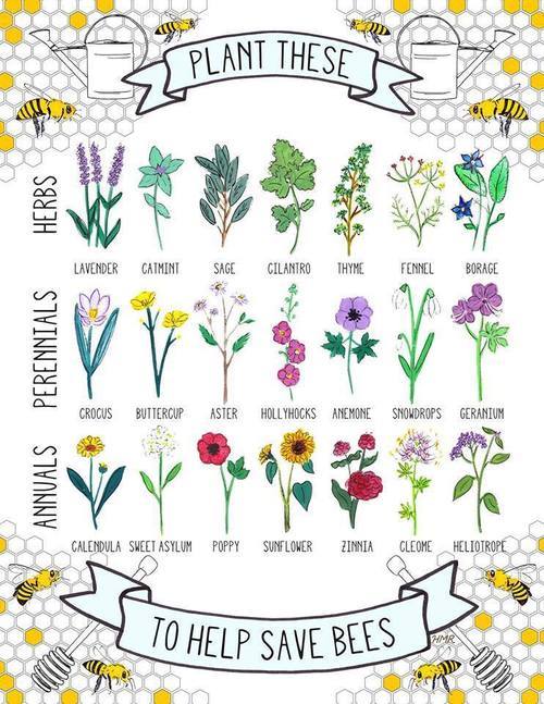 deathbywizard:  Dandelions deserve a gold medal. One of the first links in that magical