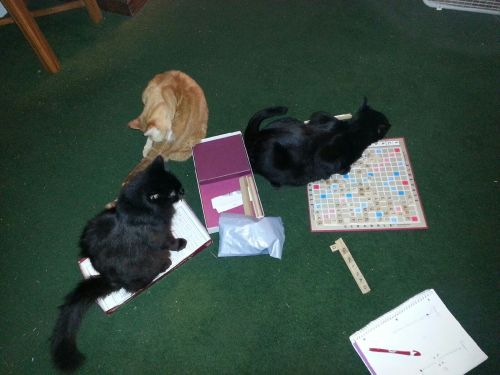 “Yes Toby, PURR is a playable Scrabble word…” Photo via Imgur