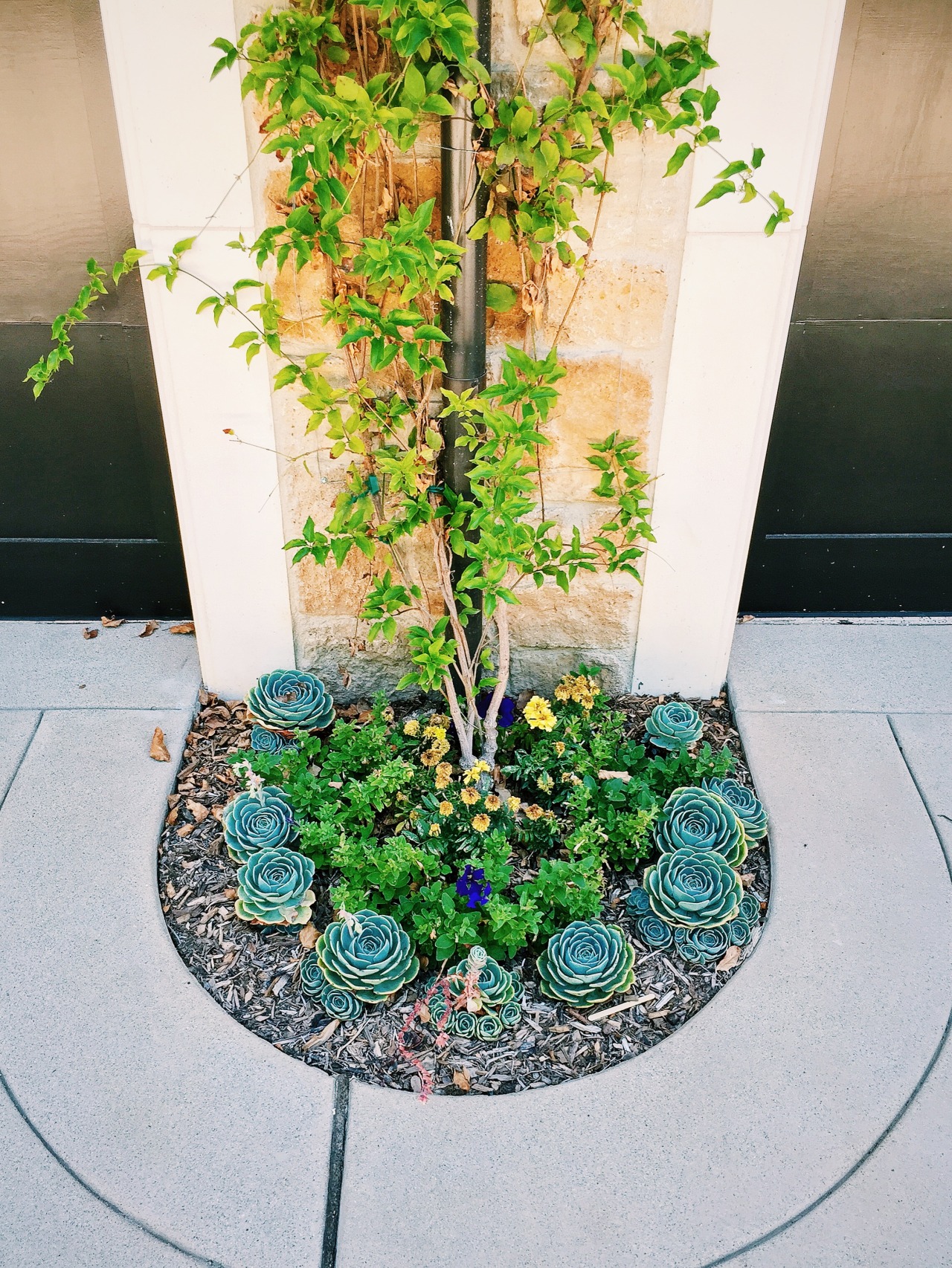 htfphoto:  I designed this little planter!the blue plants are called echeveria imbracata,
